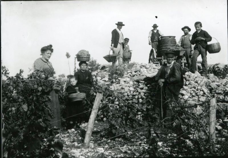 Scène de vendanges