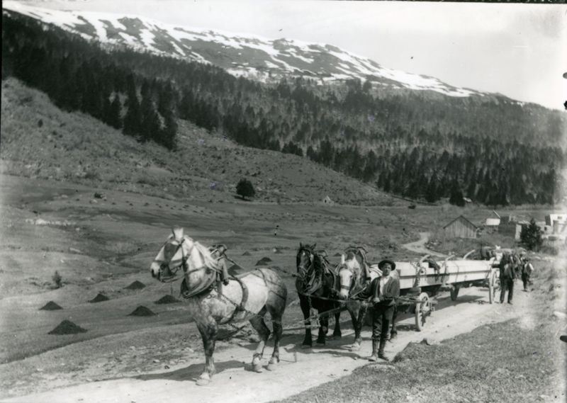 Attelage de chevaux tirant des pièces de bois en provenance d’une scierie