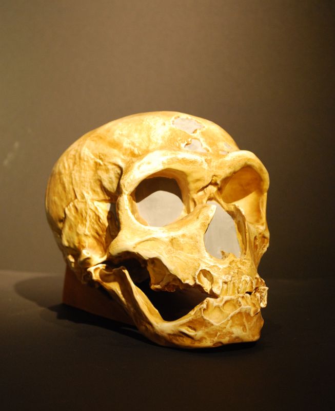 HOMO SAPIENS NEANDERTHALENSIS