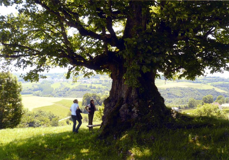Tilleul « Sully ». - Cambourieu (Saint-Cernin)