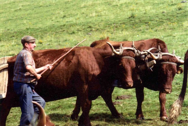 Le transport de la gerle - Montagne de Broussette (Girgols)