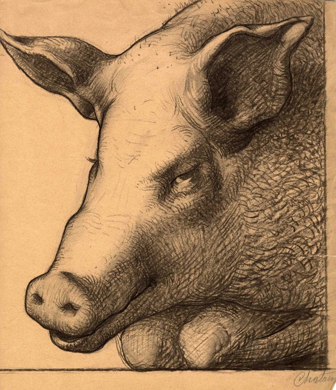 Dessin de tête de porc, par Chatain