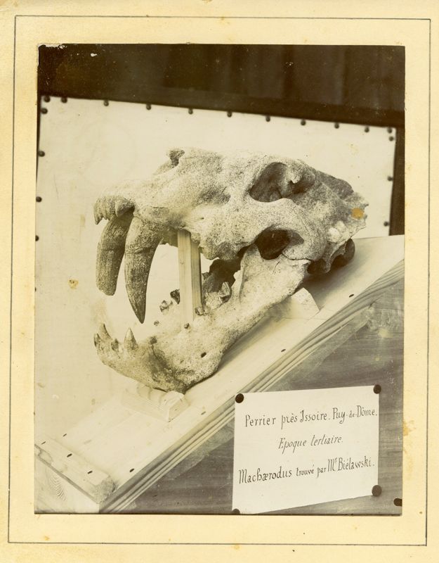 Photographie d’un crâne de Machaerodus trouvé près d’Issoire