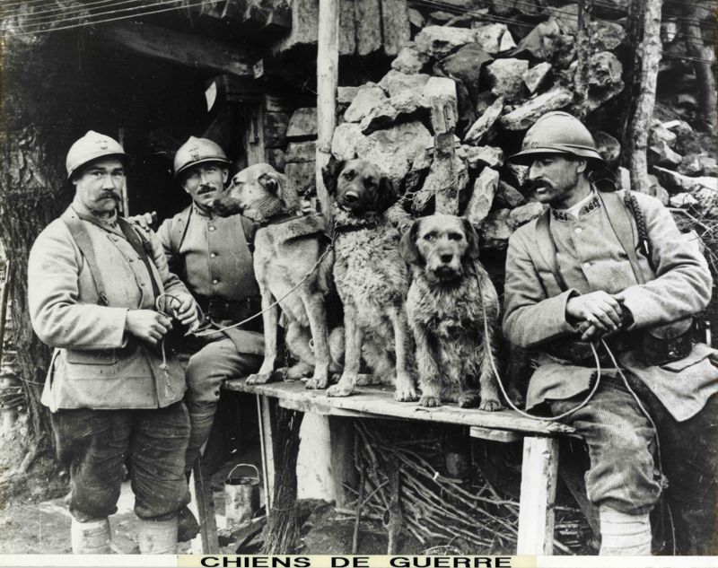 Chiens de guerre