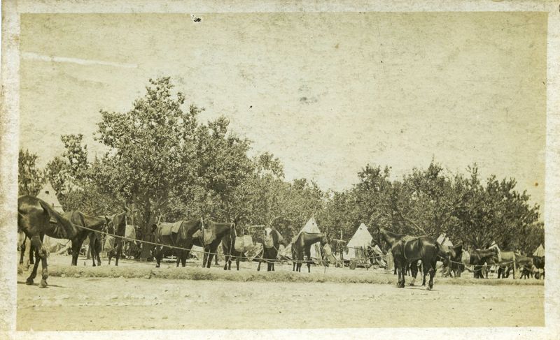 Campement militaire et chevaux (55 Fi 14)