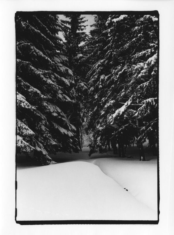Sapins jumeaux, Le Lioran, 1952