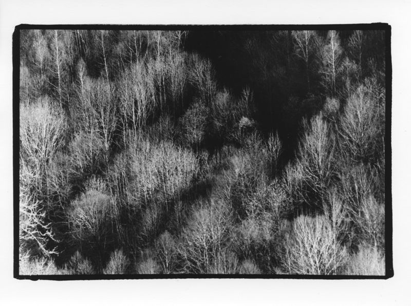 Tapis d'arbres, avril 1994