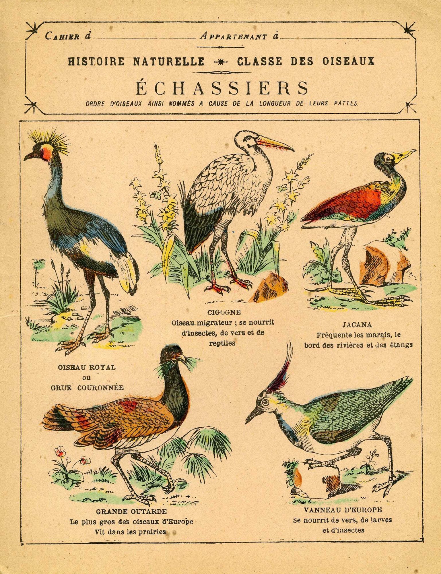 Histoire naturelle, classe des oiseaux : échassiers - AD015_27J259